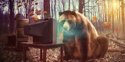 A bear watches a television documentary in the woods