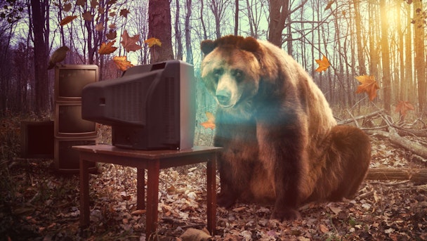 A bear watches a television documentary in the woods
