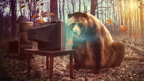 A bear watches a television documentary in the woods A bear watches a television documentary in the woods
