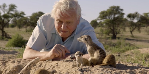 David Attenborough and the meerkats