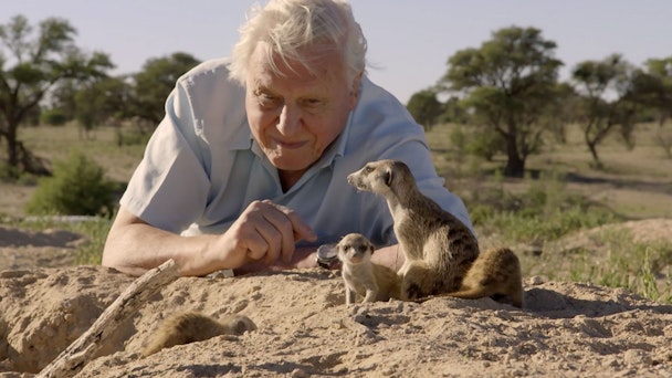 David Attenborough and the meerkats