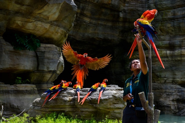 Mandai's Bird paradise - the new wildlife destination brand in Singapore
