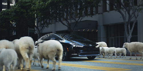 sheep and car