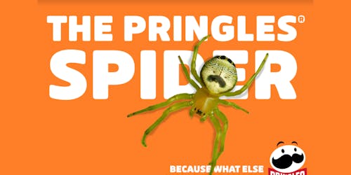 spider whose abdomen looks like the pringles man