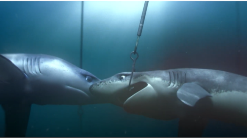 one shark laments as its friend gets hooked on a fishing line