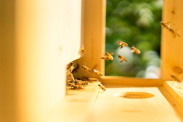 Worker bees Worker bees