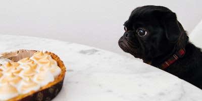 Black pug looking wantingly at a meringue pie