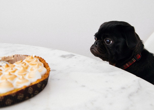 Black pug looking wantingly at a meringue pie