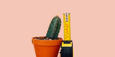Small cactus in pot next to upright tape measure