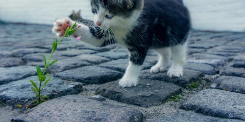 Kitten playing with weed