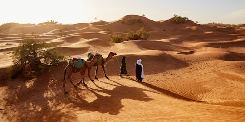 Two men walking camels in the desert
