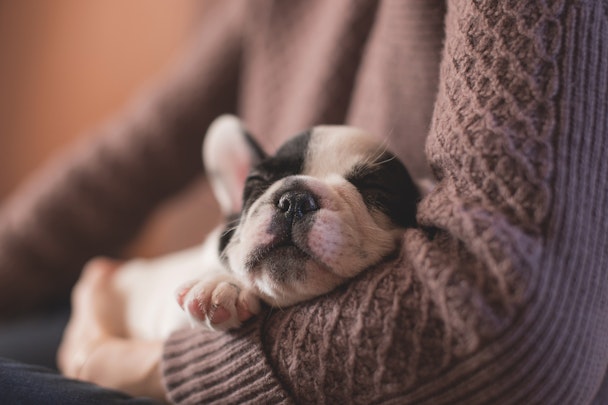 Frenchie puppy content in its owners arms