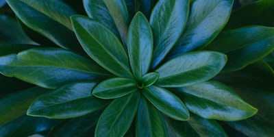 Green plant