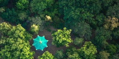 Aerial view of blue parasol among trees