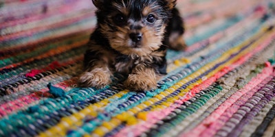 Yorkshire terrier puppy on multicolored rug