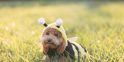 Cockapoo in a bee costume, catching some rays