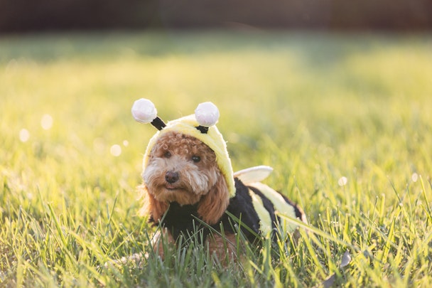 Cockapoo in a bee costume, catching some rays