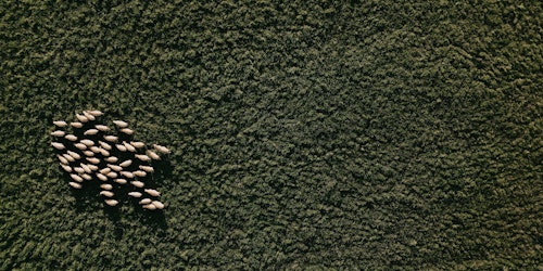 Aerial view of herd of sheep in field 