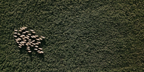 Aerial view of herd of sheep in field 