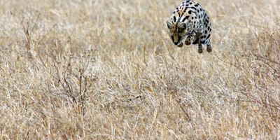 Cheetah ready to pounce