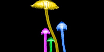 X-ray of mushrooms with false colors