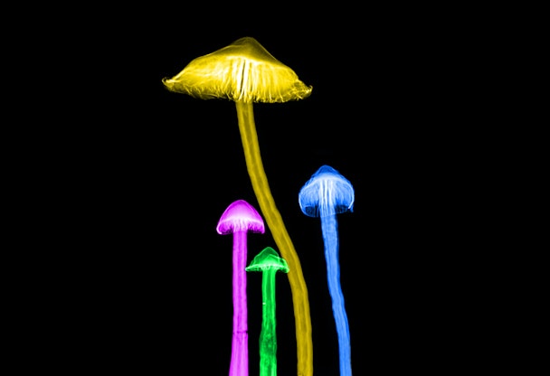 X-ray of mushrooms with false colors