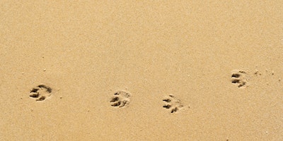 Paw prints in sand 