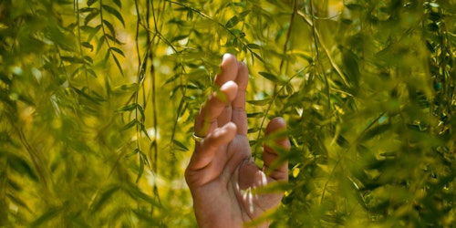 Hand among leaves