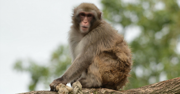 Macaques prove sex sells maxim with monkey business 