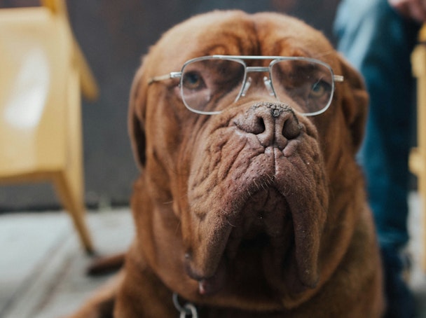 A brown dog wears a pair of wire-framed glasses