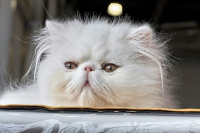 A Persian cat looks through a window 
