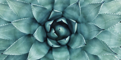 A close-up of a succulent plant