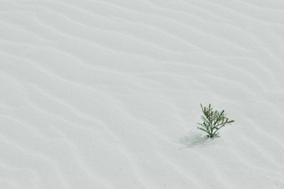 A plant growing in a sandy desert