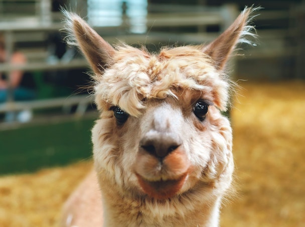 The face of a fluffy llama
