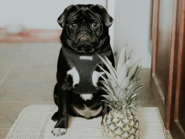 A pug wearing a harness stands behind a pineapple 