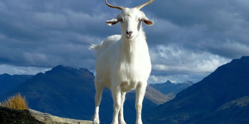 A goat