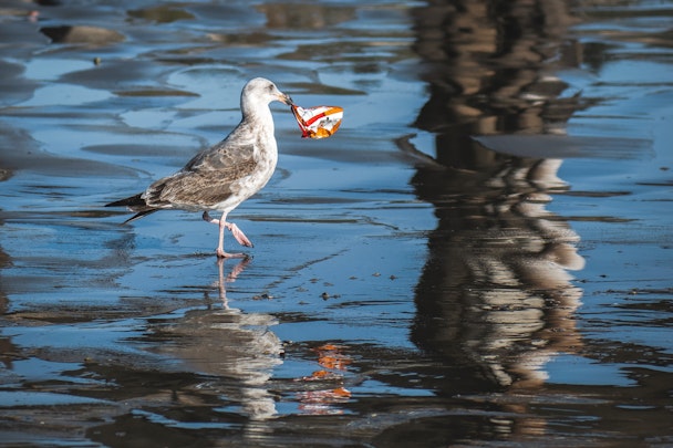 A bird carrying a chip packet